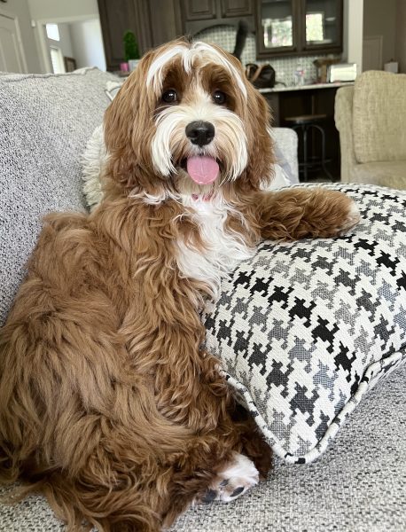 Noble FUR Mattie Rose