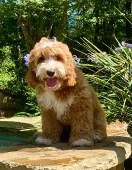 Iowa Meadows Hank – Noble Fur Labradoodles