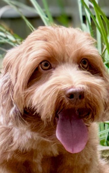 Noble FUR Teddy Bair