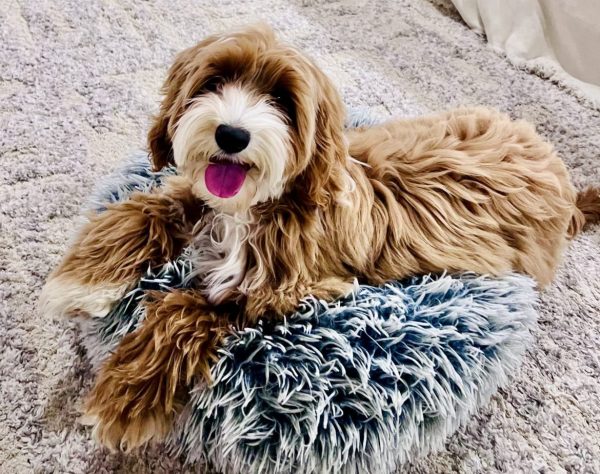 Noble FUR Bella