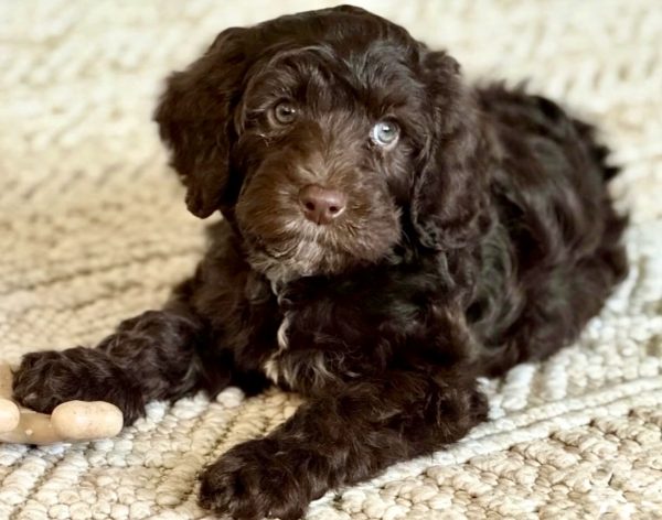 Noble FUR Lainey Rose