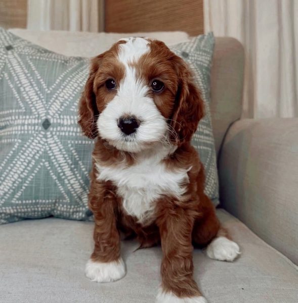 Noble FUR Beau