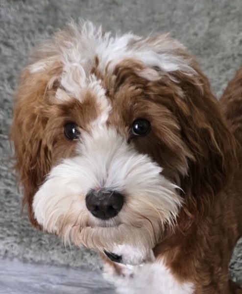 Noble FUR Beau