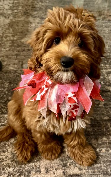 Noble FUR Remi