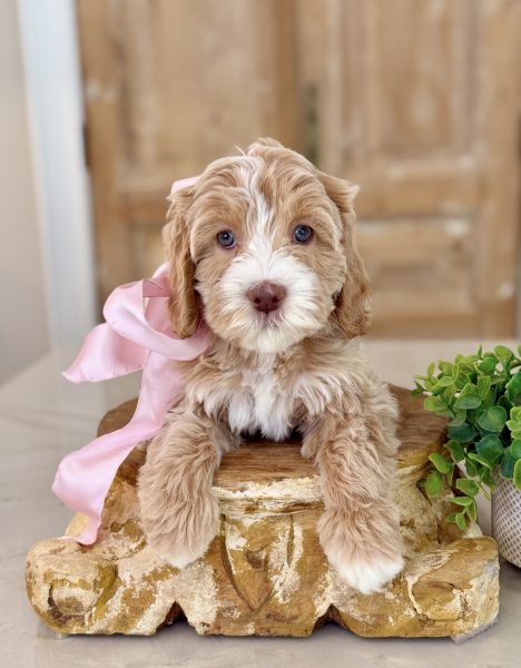 Noble FUR Coco Chanel