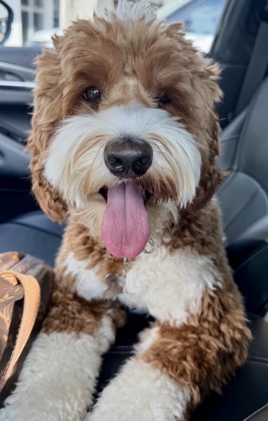 Noble FUR Millie