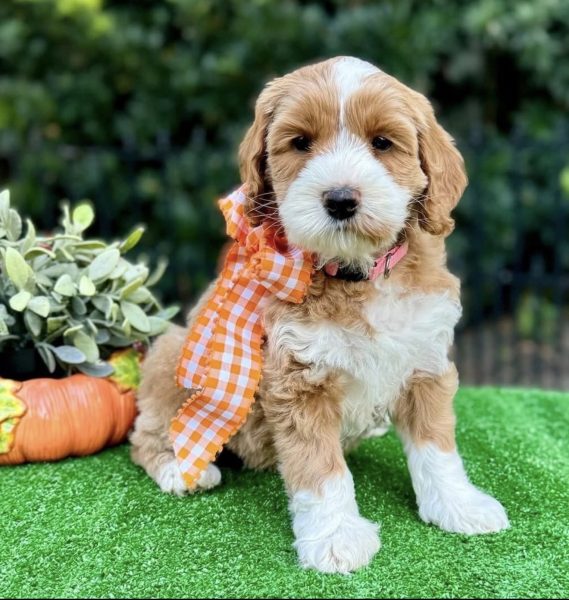 Noble FUR Shiloh