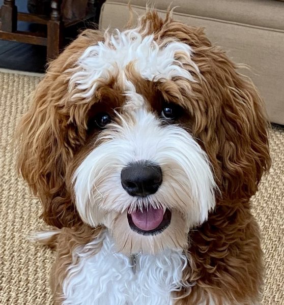 Noble FUR Winston