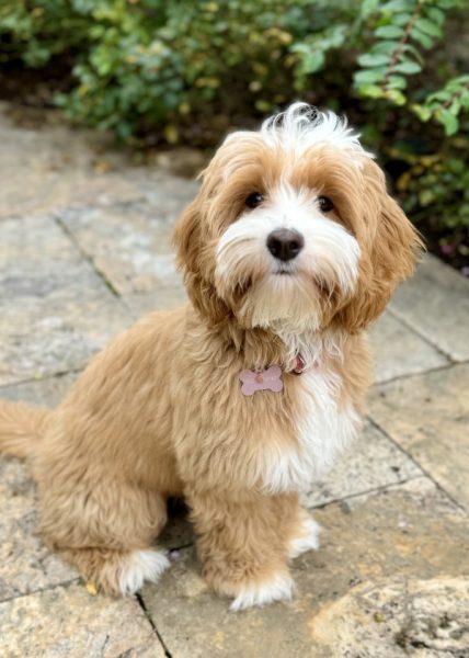 Noble FUR Sadie Mae
