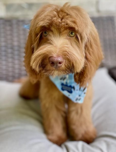 Noble FUR Teddy Bair