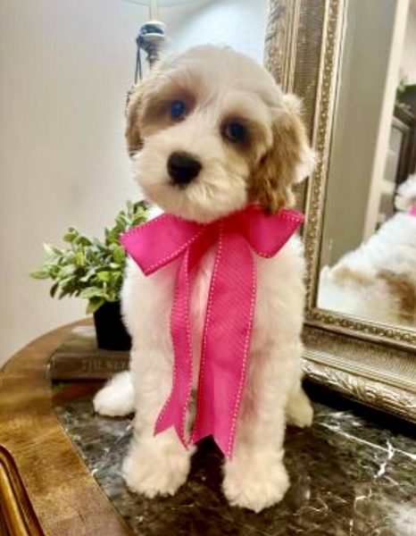 Noble FUR Dolly