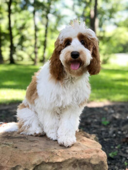 Iowa Meadows Hank – Noble Fur Labradoodles